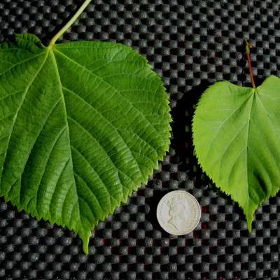 Tei cu frunza mare  500-550 cm ,14/16 cm